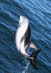 Obraz premium Dolphins having fun in the ocean during whale watching trip - New Zealand, Kaikōura