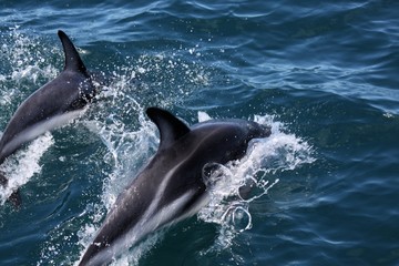 Fototapeta premium Dolphins having fun in the ocean during whale watching trip - New Zealand, Kaikōura