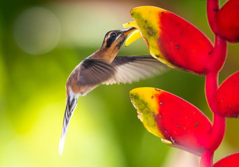Little Hermit hummingbird feeding on the Lobster Claw Heliconia