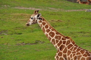 Giraffe