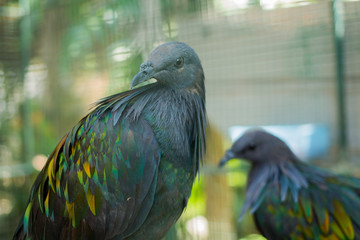Dove Yellow pigeon Columbidae, Phuket Province Thailand