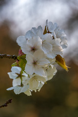 Apple Blossom Closeup