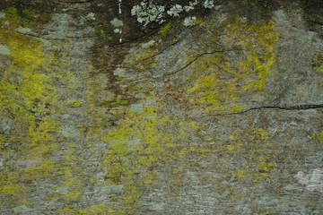Moss on stone in nature