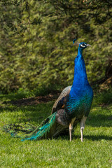 Obraz premium Peacock standing on the grass facing forward