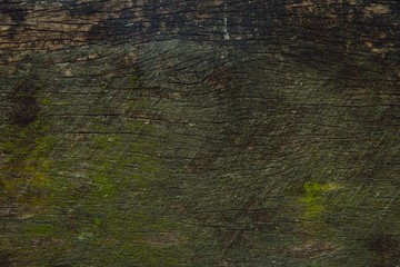 Moss on stone in nature