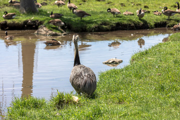 Australian Emu
