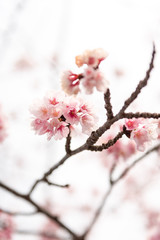 Cerisier du Japon en Fleurs