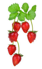strawberry isolated on the white background.