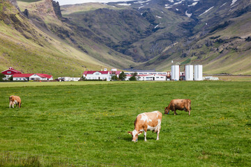 Fototapeta na wymiar Dairy Holstein Friesian cattle grazing at a pasture with farm in background Iceland Scandinavia