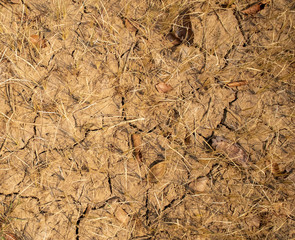 Concept of drought. Wielding Young rice plants in very dry and cracked paddy field