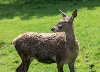Red deer profile