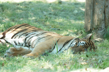 サファリパークのトラ