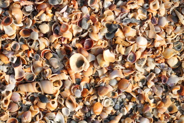 background of sea shells