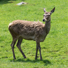 Red deer