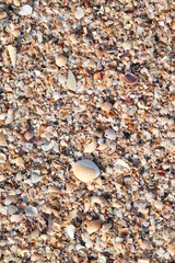 sea shells on the beach