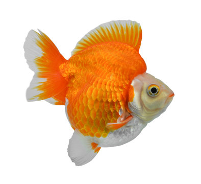 Gold fish Isolation on the white