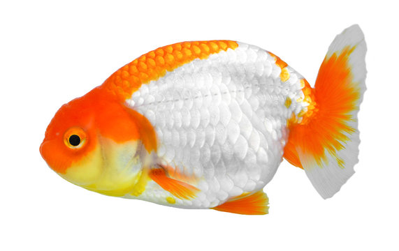 Gold fish Isolation on the white