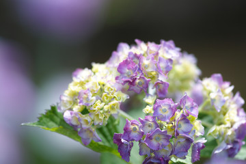 紫陽花