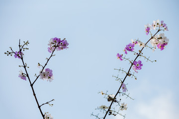 A beautiful​ Bungor flowers bouquet is blooming isolate on blue and white background for abstract texture environment nature