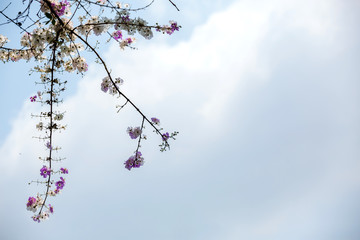 A beautiful​ Bungor flowers bouquet is blooming isolate on blue and white background for abstract texture environment nature