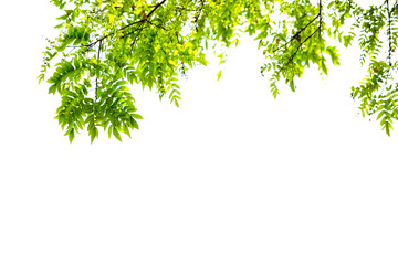 green leaves and branches isolate on white background for abstract texture environment nature