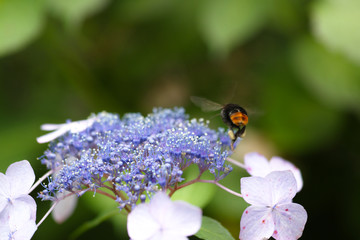 紫陽花