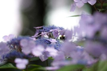 紫陽花