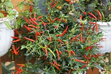 Red and green chili or capsicum frutescens plants. Planted in plant nursery. Some of them are ready for harvest.