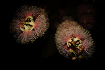Barringtonia in the dark
