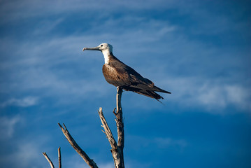 There is a large colony of Magnificent Frigatebirds (Fregata magnificens) found at Adolfo Lopez Mateos in Baja California, Mexico