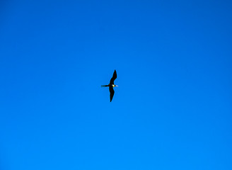 There is a large colony of Magnificent Frigatebirds (Fregata magnificens) found at Adolfo Lopez Mateos in Baja California, Mexico