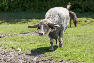 Buffalo on a green background