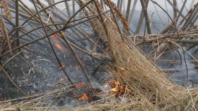 Burning dry grass and branches close up view. Dangerous wild fire in nature