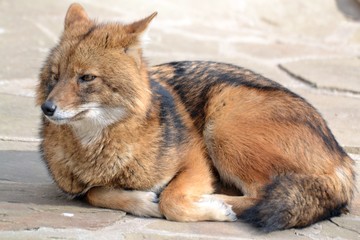 Obraz premium Jackal on vacation