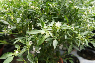 Red and green chili or capsicum frutescens plants. Planted in plant nursery. Some of them are ready for harvest.