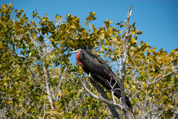There is a large colony of Magnificent Frigatebirds (Fregata magnificens) found at Adolfo Lopez Mateos in Baja California, Mexico