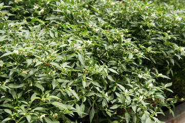 Red and green chili or capsicum frutescens plants. Planted in plant nursery. Some of them are ready for harvest.
