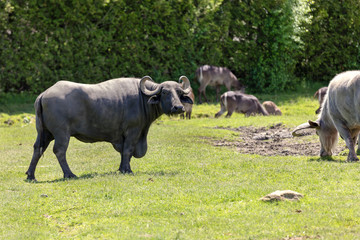 Buffalo and Waterbucks on a green backgound 