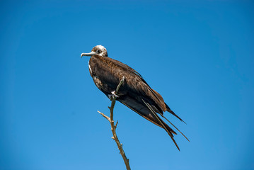 There is a large colony of Magnificent Frigatebirds (Fregata magnificens) found at Adolfo Lopez Mateos in Baja California, Mexico