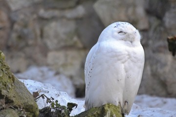 Snowy owl sleeping