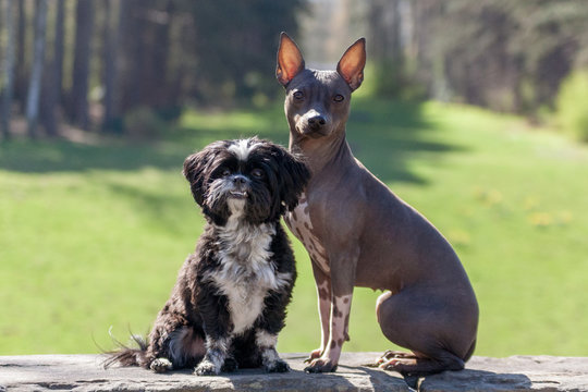 Hunde