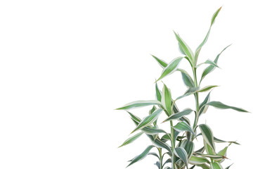 Dracaena reflexa Lam or Song of India plant isolated on white background included clipping path.