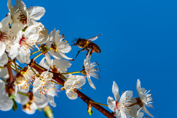 Flowers, Spring, Insect - A honeybee visits a white flowering flower, from a mirabelle tree to gather nectar, on a sunny day in April, near Marburg in Germany.