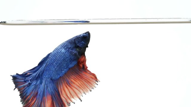 beautiful Siamese fighting fish Betta splendens aquarium fish, Thai Fighting Fish or betta, blue white and red Thailand flag half moon on white background. Super slow motion -HD