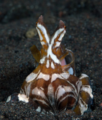 Amazing underwater world - Wunderpus octopus - Wunderpus photogenicus. Diving and underwater photography. Tulamben, Bali, Indonesai.