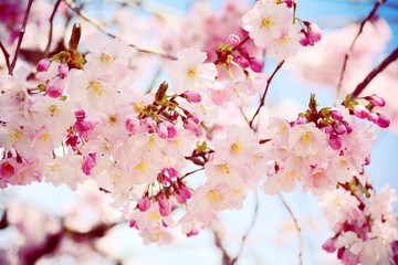  Frühling - Japanische Kirschblüte Grußkarte
