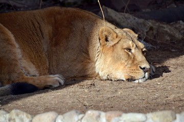 The lion in the shade