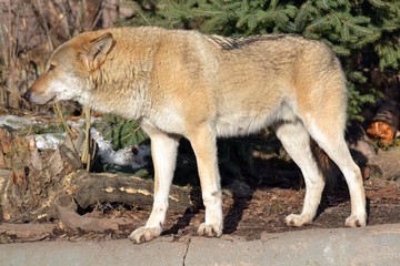Large wolf in the forest
