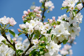 apple blossom on the tree in orchard