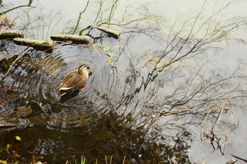 池のカモ